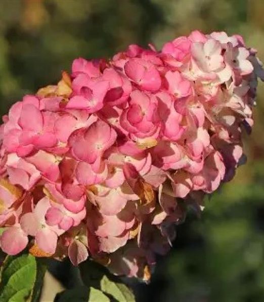 Hydrangea paniculata 'Magical Fire'